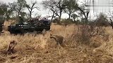 豹子和鬣狗合作捕食野猪，野猪跑了豹子立马翻脸，鬣狗完了！