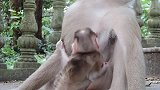 两只猴子坠入爱河，新生出来一只猴宝宝