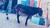 狗你这家伙吓老子一跳，大驴我活动下筋骨碍着你了么
