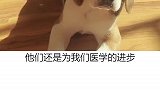 比格犬  比格猎兔犬  你养的真的是比格犬吗？别再对比格犬有那么多误解了