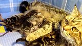 喂小奶猫的猫妈妈，这画面，好温馨的一家子！