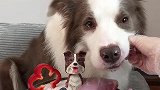 今日份兔兔海鲜刺身拼盘生骨肉 #百万视友赐神评