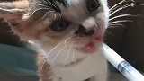 希望这个夏天，暴雨少一点！猫猫们不会被淋到！