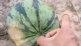 想给大家敲开一个大西瓜，却没料到会有这么尴尬的场景