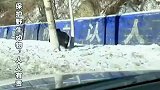 男子路遇野猪，驾车拍摄时激怒这头野猪