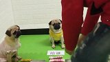 一边是妈妈，一边是媳妇，巴哥犬会把钱给谁结局太意外了