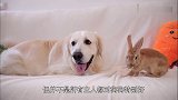 主人喝醉后将金毛妈妈打死，金毛宝宝的做法令人心痛，看完泪崩了