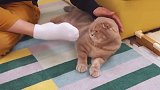 主人故意踩萨摩耶爪子，结果猫咪先坐不住了，看完差点笑岔气