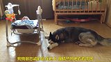 狗狗看护小婴儿，婴儿哭狗狗也在叫，太有爱了
