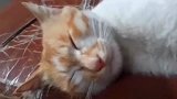 猫咪这睡姿也太逗了吧，哈哈！