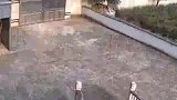 野猪有多猛，进院子都不敲门的
