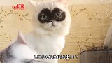 猫：三天了还没逮着耗子 都熬出黑眼圈了