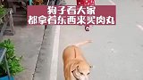 狗狗看大家都拿钱买肉丸，自己叼了一块树叶，摊主给了狗子肉丸