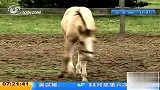 阿根廷培育出第一匹克隆马