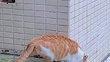 路遇两只猫猫打架，猫毛到处飞