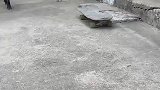 猪肉都吃过，但是猪玩滑板没人见过吧