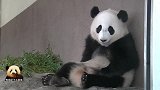 熊猫天线宝宝坐在墙边卖萌，很是可爱，翻白眼的动作搞笑
