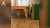 怎么是这样的猫妈妈，咬着自己的孩子，看着可怜极了！