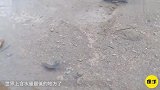 世界上最硬核的鱼，只有一滴水也能活，快灭绝了