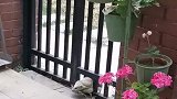 刺猬生崽搬家筑巢，惊呼猫咪竟然不拦