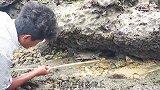 退潮后的红树林大青蟹泛滥，渔民抓之为食！