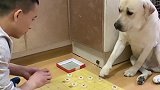 主人跟老四下象棋，看老四的反应可爱了，都忍住别笑