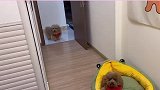 昨天涂涂请妹妹吃点心，妹妹今天也还算通情达理哦