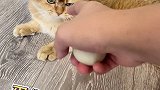 自己的蛋自己孵！猫咪 猫咪日常