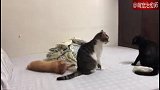 两只猫咪在吵架，而橘猫却在一旁看戏，还时不时的捣乱！