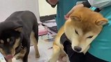 针还没扎上就开始哀嚎，学表演的吧