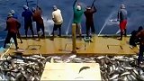 日本海上捕鱼，这样惊人的捕鱼速度简直亮瞎眼啊