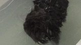 不怕水的猫真可爱！
