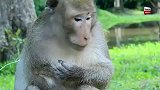 猴仔俯看伤口好痛心，高处不胜寒，当猴王太难