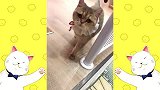 铲屎官给猫咪化的妆，充满乡土气息，猫咪不要面子的嘛？
