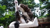 好漂亮的猫咪啊，这伸脚的姿势，真是萌极了呢！