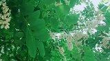 又香又美的槐花是童年的美好回忆！