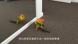 鹦鹉偷偷潜入主人房间，发现没人开始发狂大笑，镜头拍下搞笑一幕