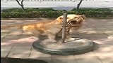 狗子：得想办法出去呀，哈士奇表哥还等我玩呢