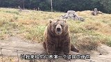 大灰熊向开车的游客要面包吃，这熊还主动伸手要