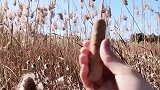 童年吃的最多的一种热狗