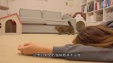 奇葩主人扮无脸怪吓唬猫咪，不料偷鸡不成蚀把米，镜头拍下全过程