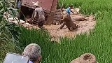 翻车了，这些猪都掉进水田里了，还好没事！