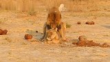 金发狮王三兄弟：吼叫着巡逻领地，母狮负责带娃