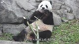 大熊猫想吃竹子，结果怎么都掰不断，下一秒想出个绝妙的法子