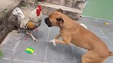 比特犬向公鸡发起总攻，看看谁能笑到最后