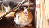 【宠物新国货开箱】好吃篇：12只猫咪的大型吃播现场来了