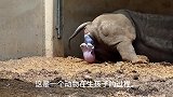 犀牛生出了一个犀牛宝宝，这还是头一次见到犀牛生孩子，大吃一惊