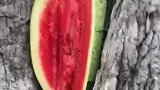 石头瓜是真石头瓜，这个西瓜看着好好吃