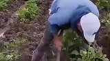 下地干活了，现场实拍，农民种地不容易