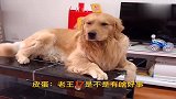 隔壁老王来电话要去撩妹,金毛皮蛋：这种好事为啥不叫我呢真逗